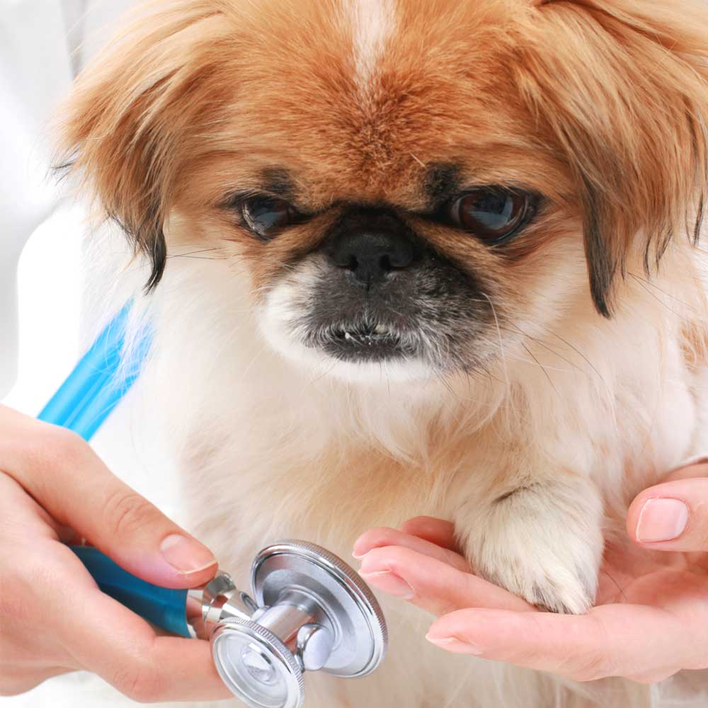 What to expect when visiting a vet