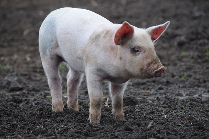 Production Animal Organisations